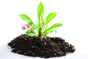 前端优化技巧使用WebP格式提升图片加载